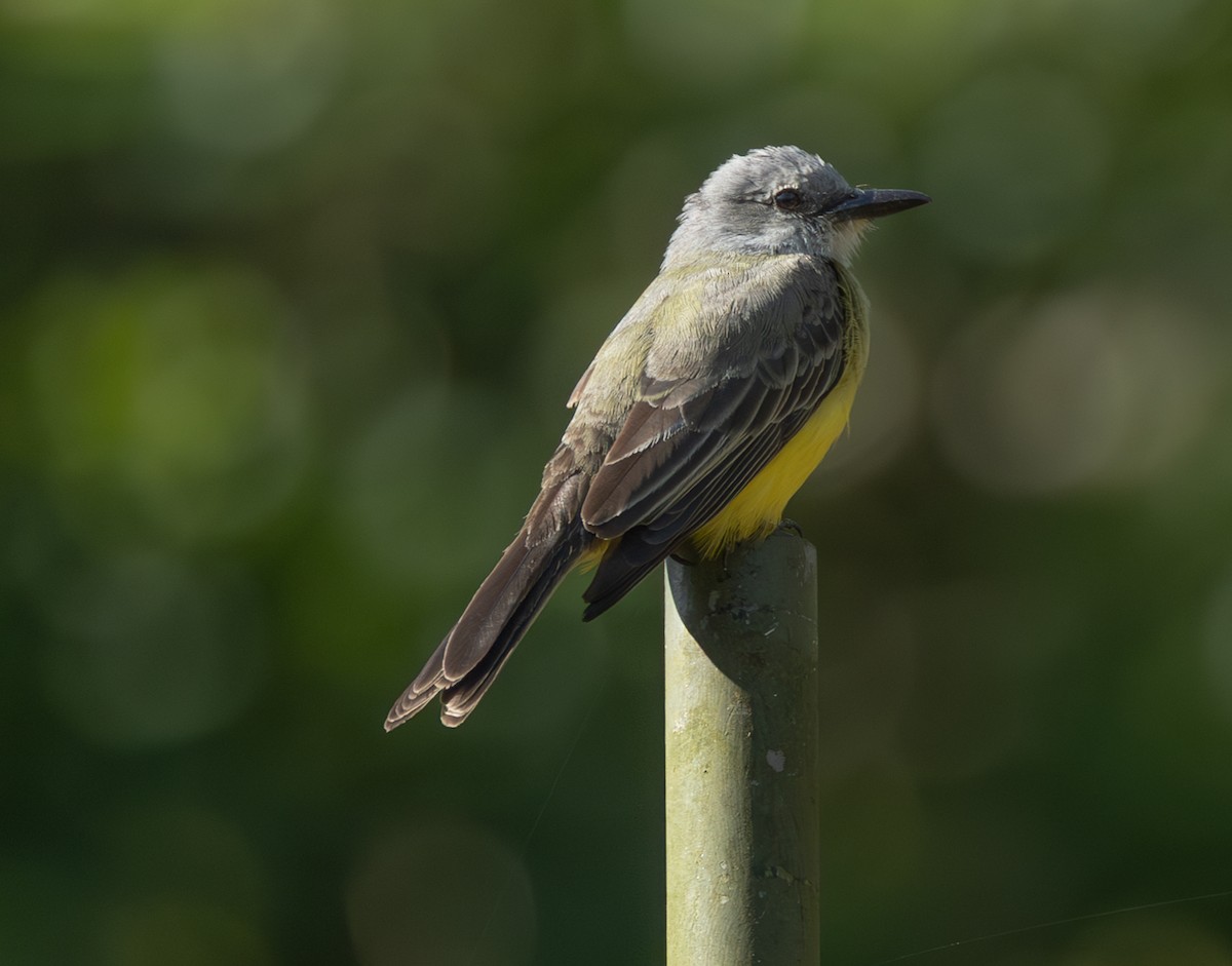 Tropical Kingbird - ML632797536