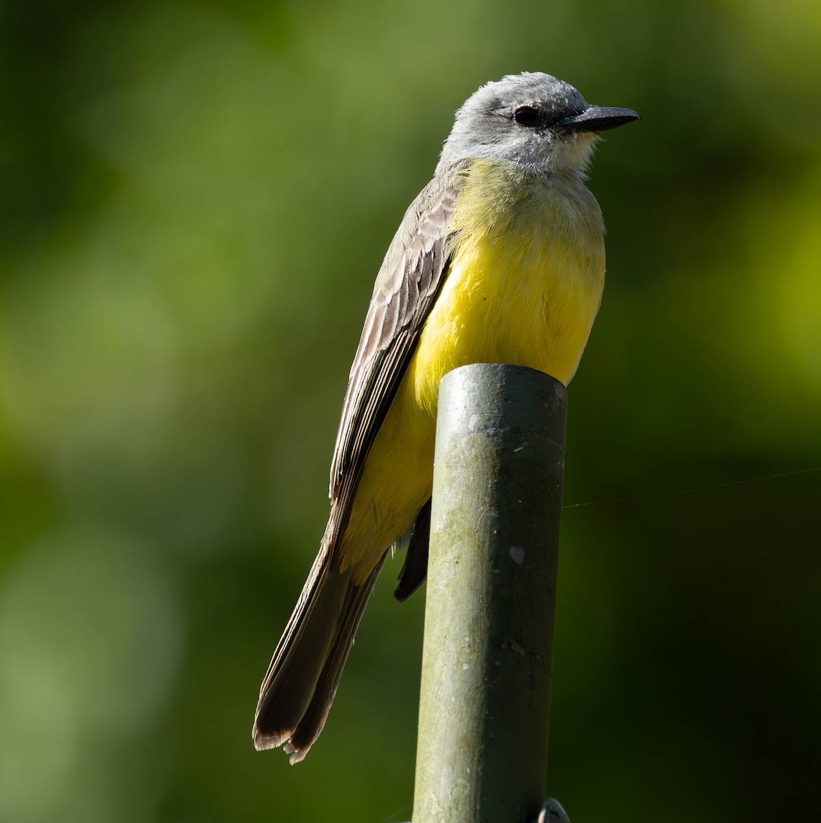 Tropical Kingbird - ML632797537