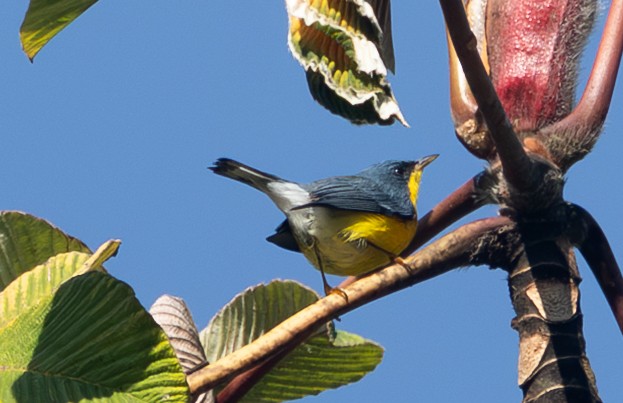 Tropical Parula - ML632797551