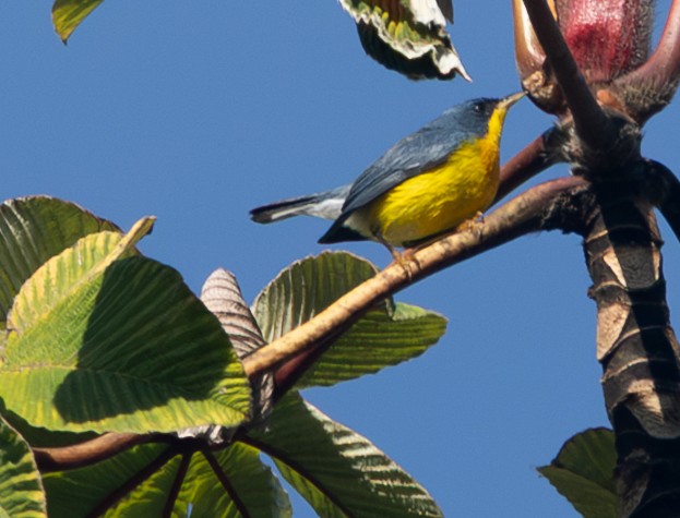 Tropical Parula - ML632797552
