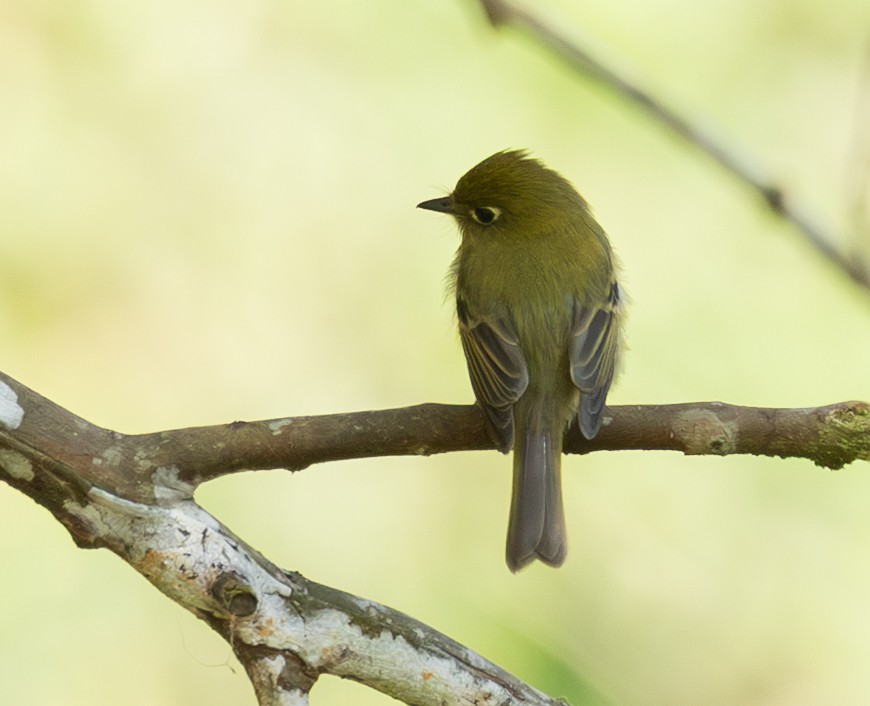Yellowish Flycatcher - ML632797567