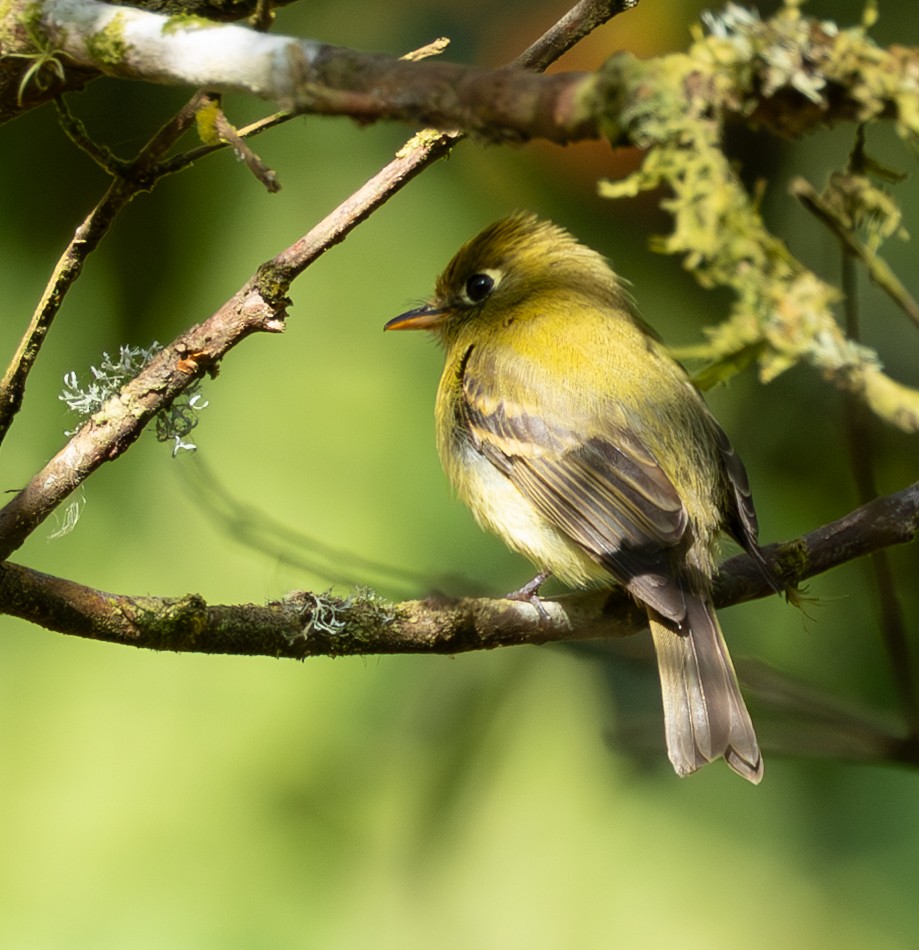 Yellowish Flycatcher - ML632797568