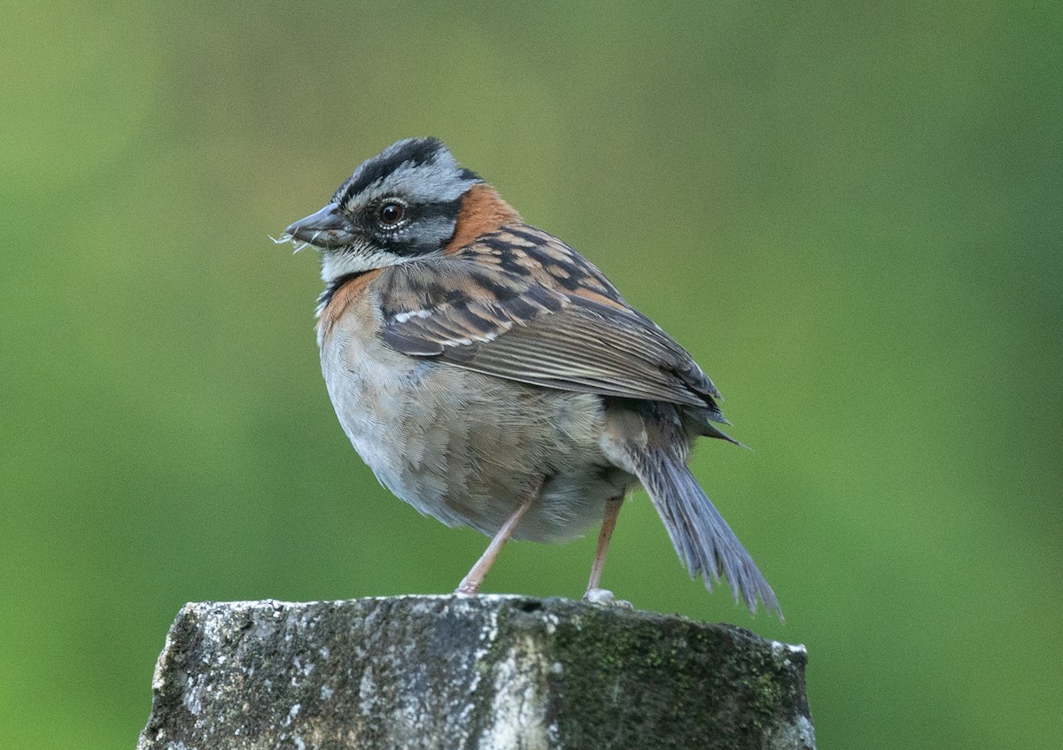 Rufous-collared Sparrow - ML632797665