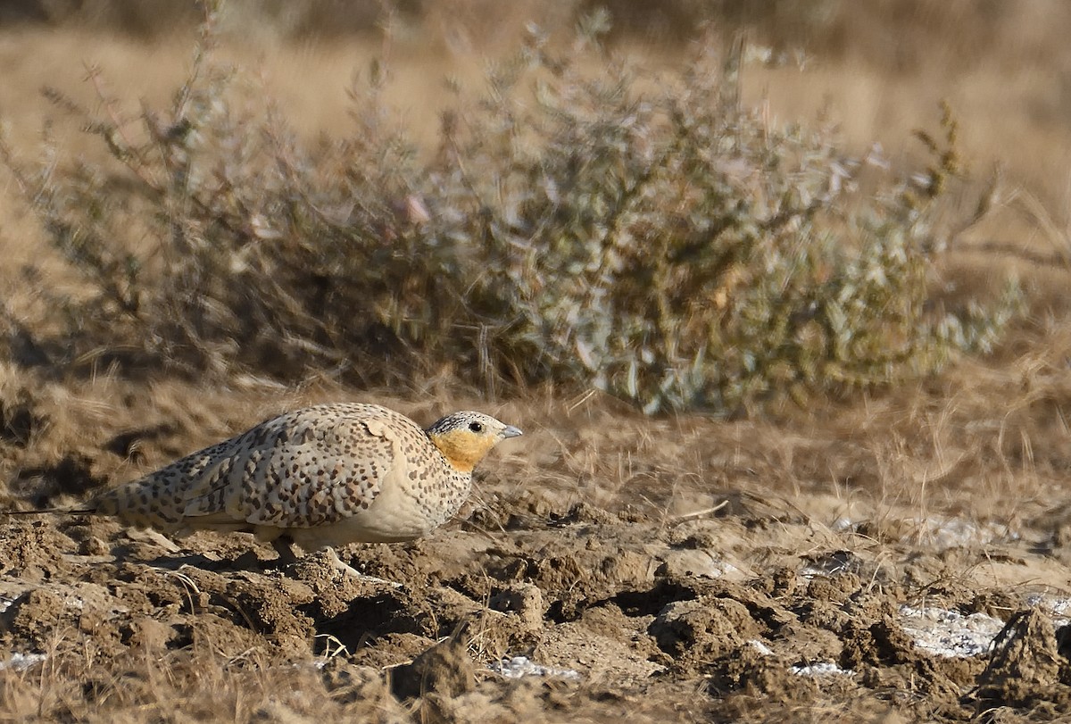 Spotted Sandgrouse - ML632797703