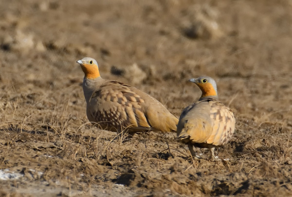 Spotted Sandgrouse - ML632797704