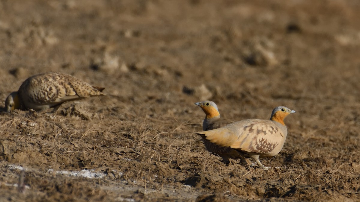 Spotted Sandgrouse - ML632797706