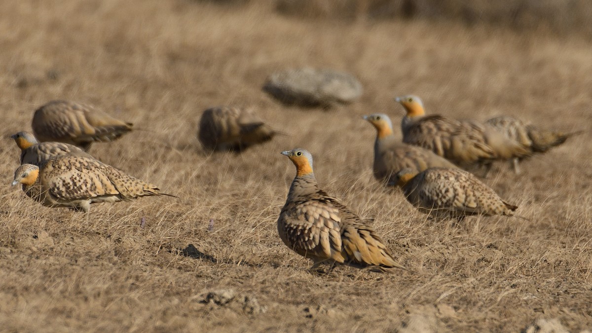 Spotted Sandgrouse - ML632797708