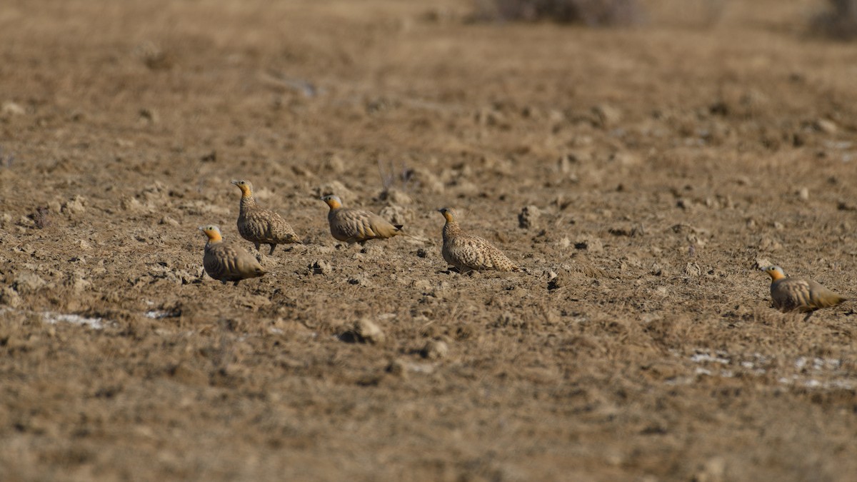 Spotted Sandgrouse - ML632797712