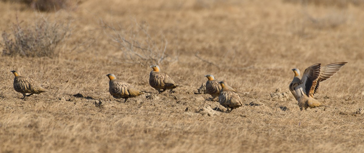 Spotted Sandgrouse - ML632797713