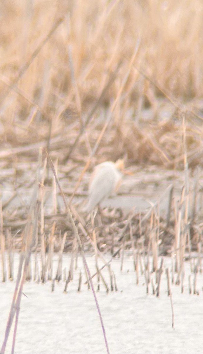 Western Cattle-Egret - ML632797772