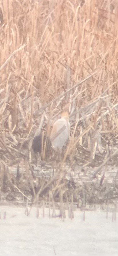 Western Cattle-Egret - ML632797773