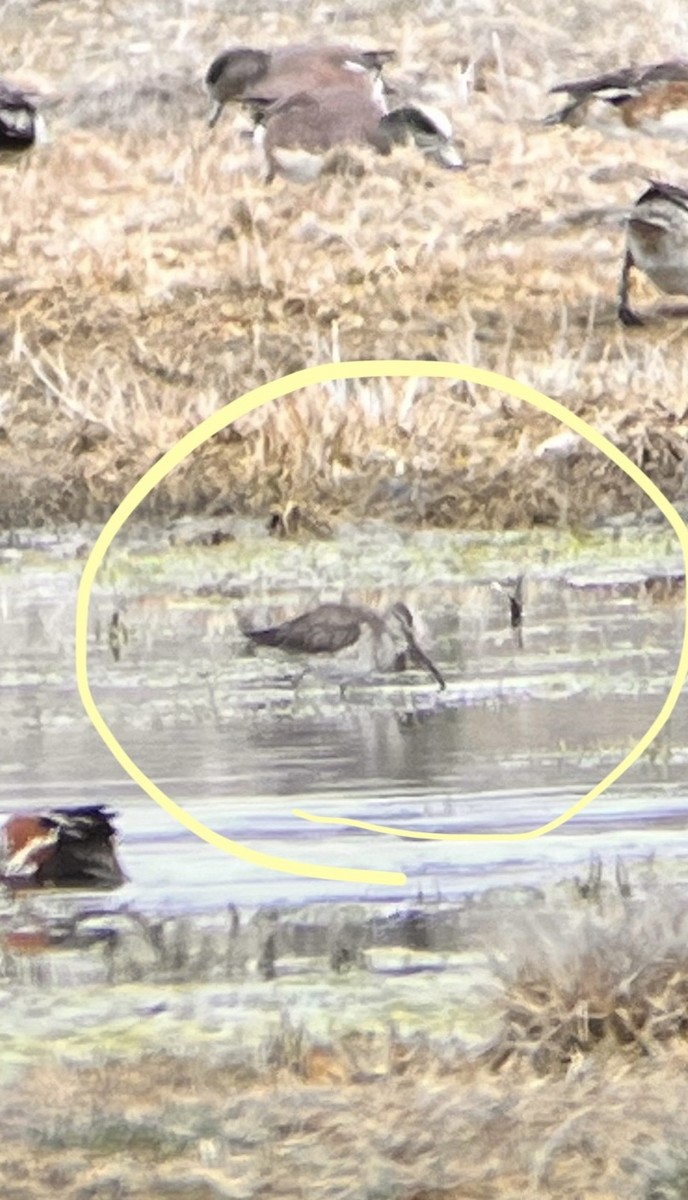 Long-billed Dowitcher - ML632797830
