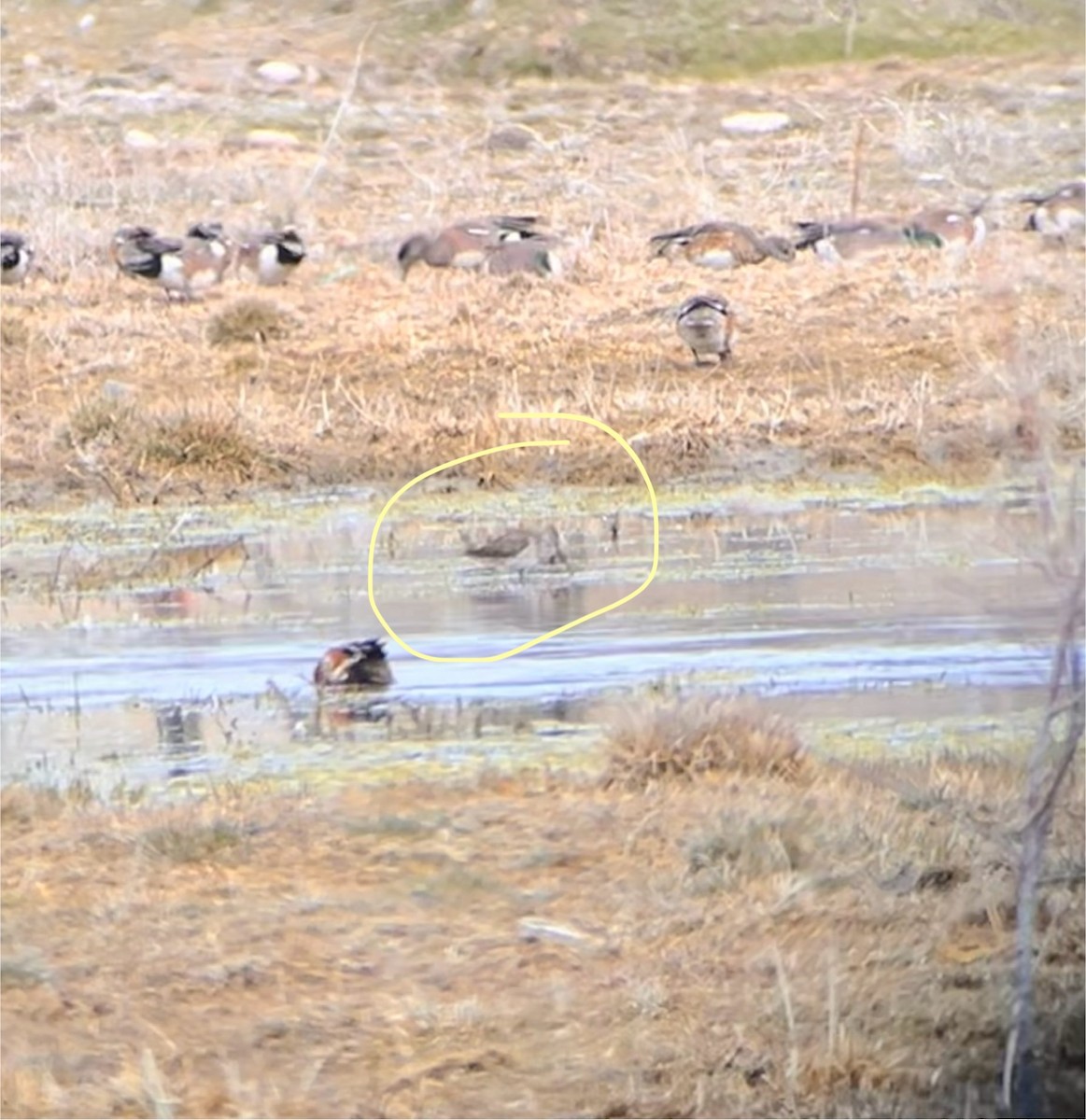 Long-billed Dowitcher - ML632797831