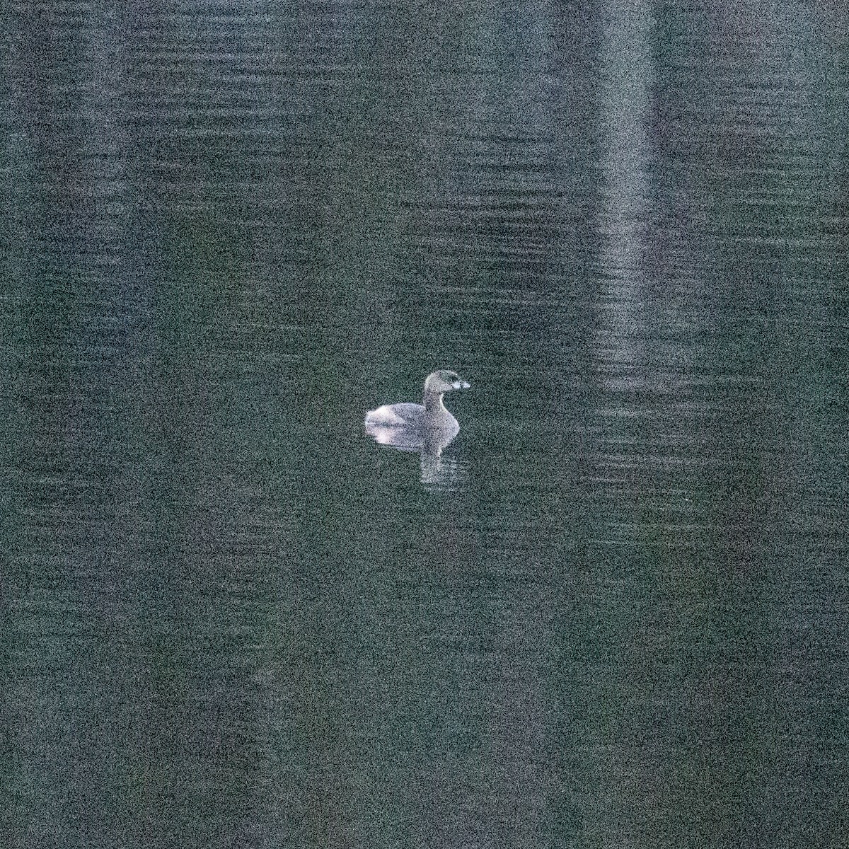 Pied-billed Grebe - ML632797887