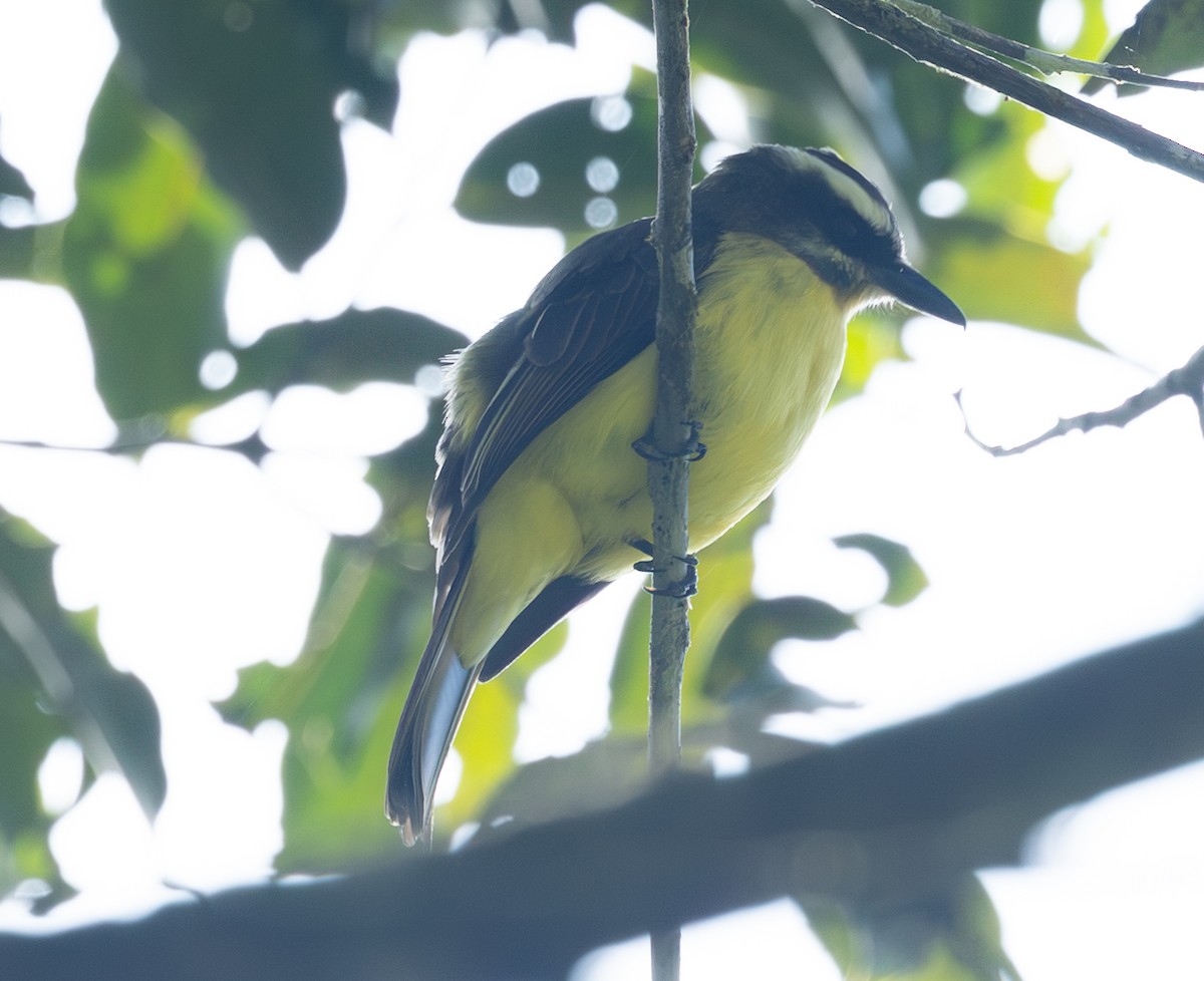 Golden-bellied Flycatcher - ML632797900