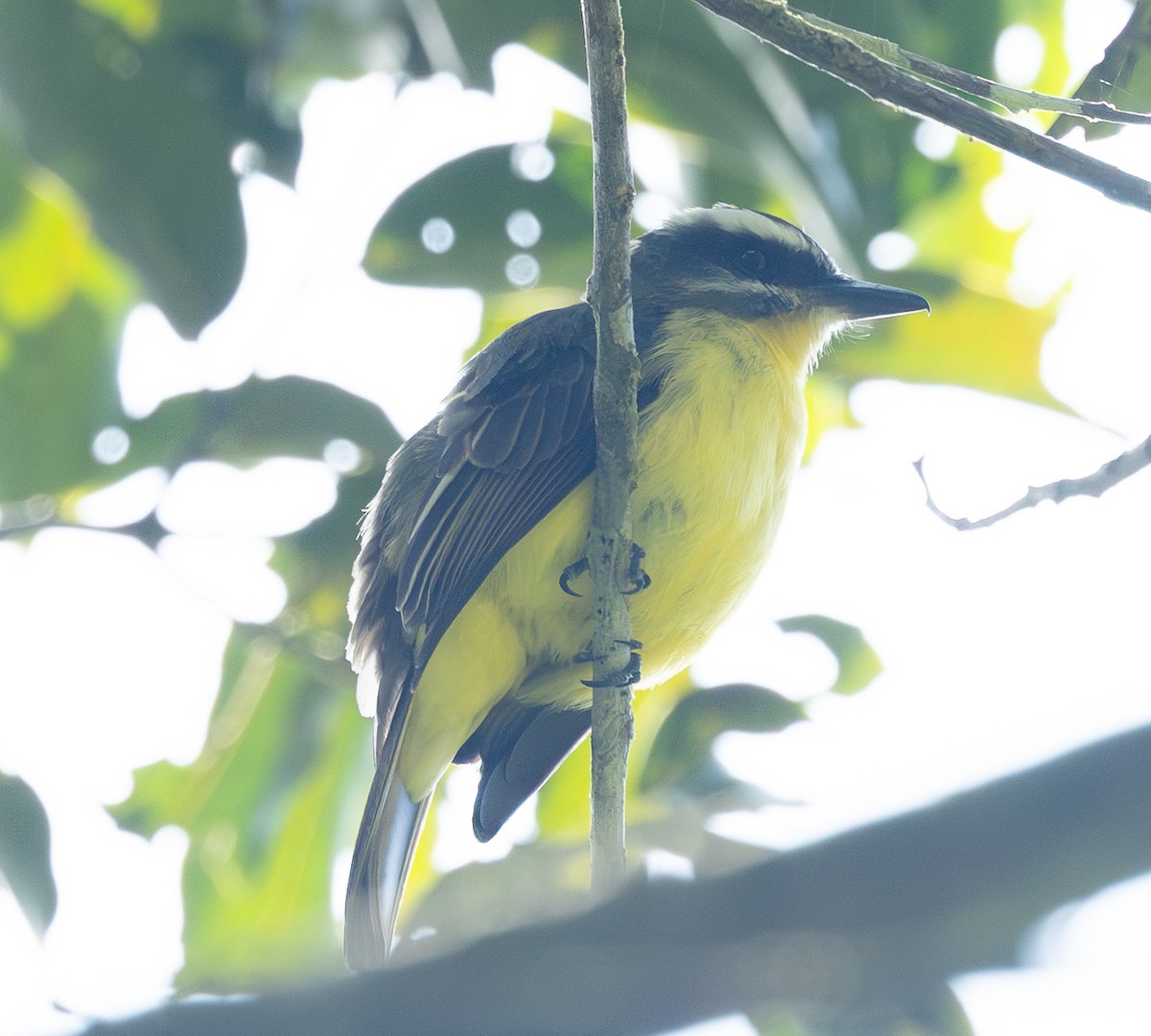 Golden-bellied Flycatcher - ML632797901