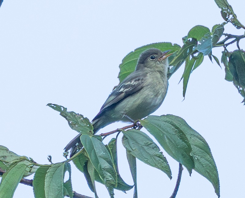 Mountain Elaenia - ML632797909