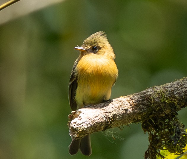 Tufted Flycatcher - ML632797916