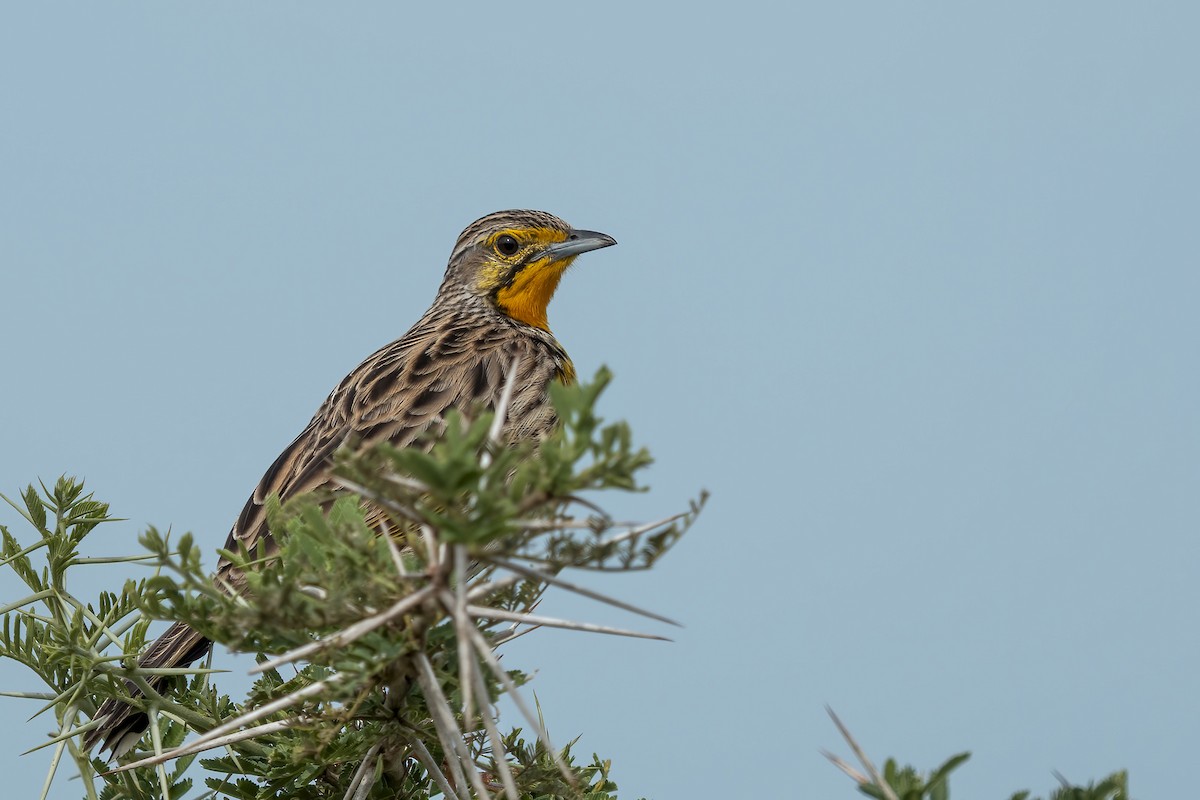 Pangani Longclaw - ML632797942