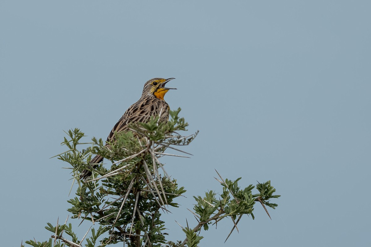 Pangani Longclaw - ML632797943