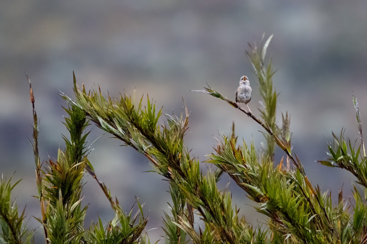 Apolinar's Wren - ML632798144
