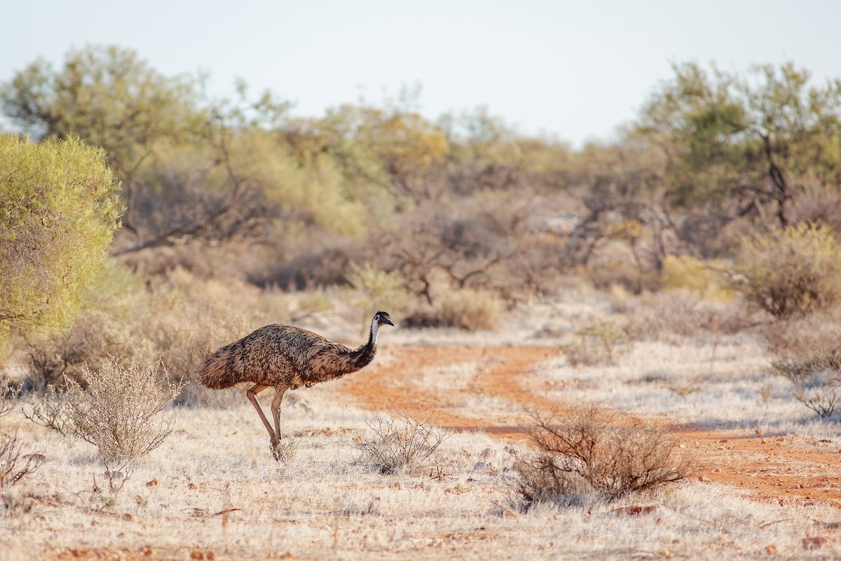 Emu - ML632798266