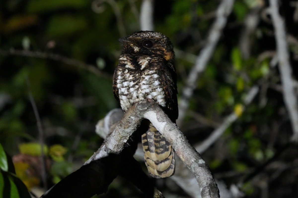 Yucatan Nightjar - ML632798349