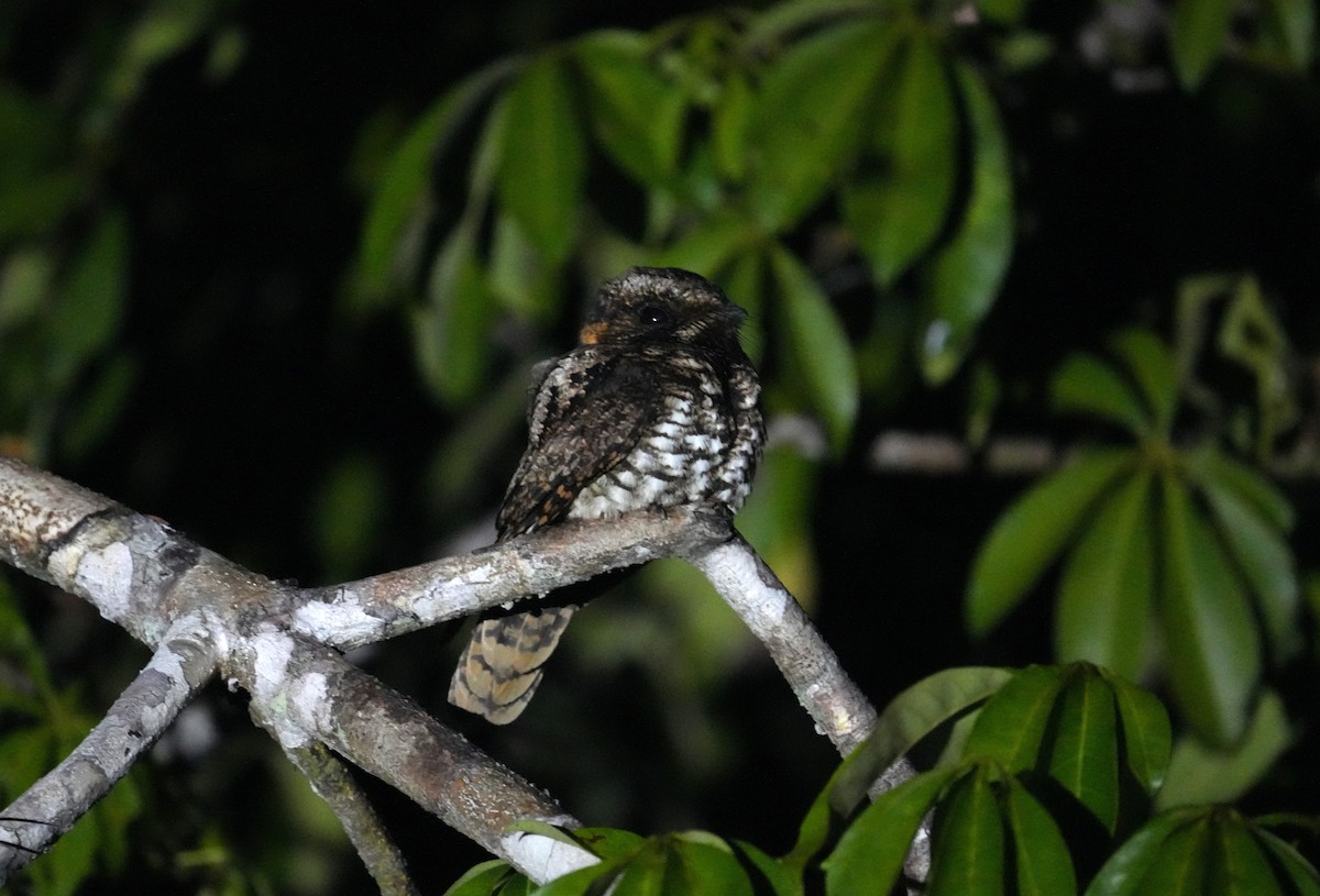 Yucatan Nightjar - ML632798350