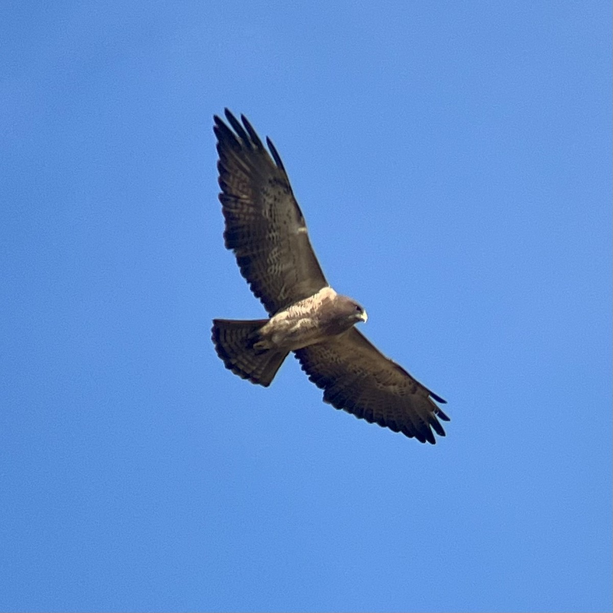 Swainson's Hawk - ML632798368