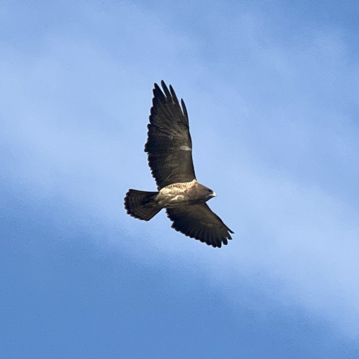 Swainson's Hawk - ML632798369