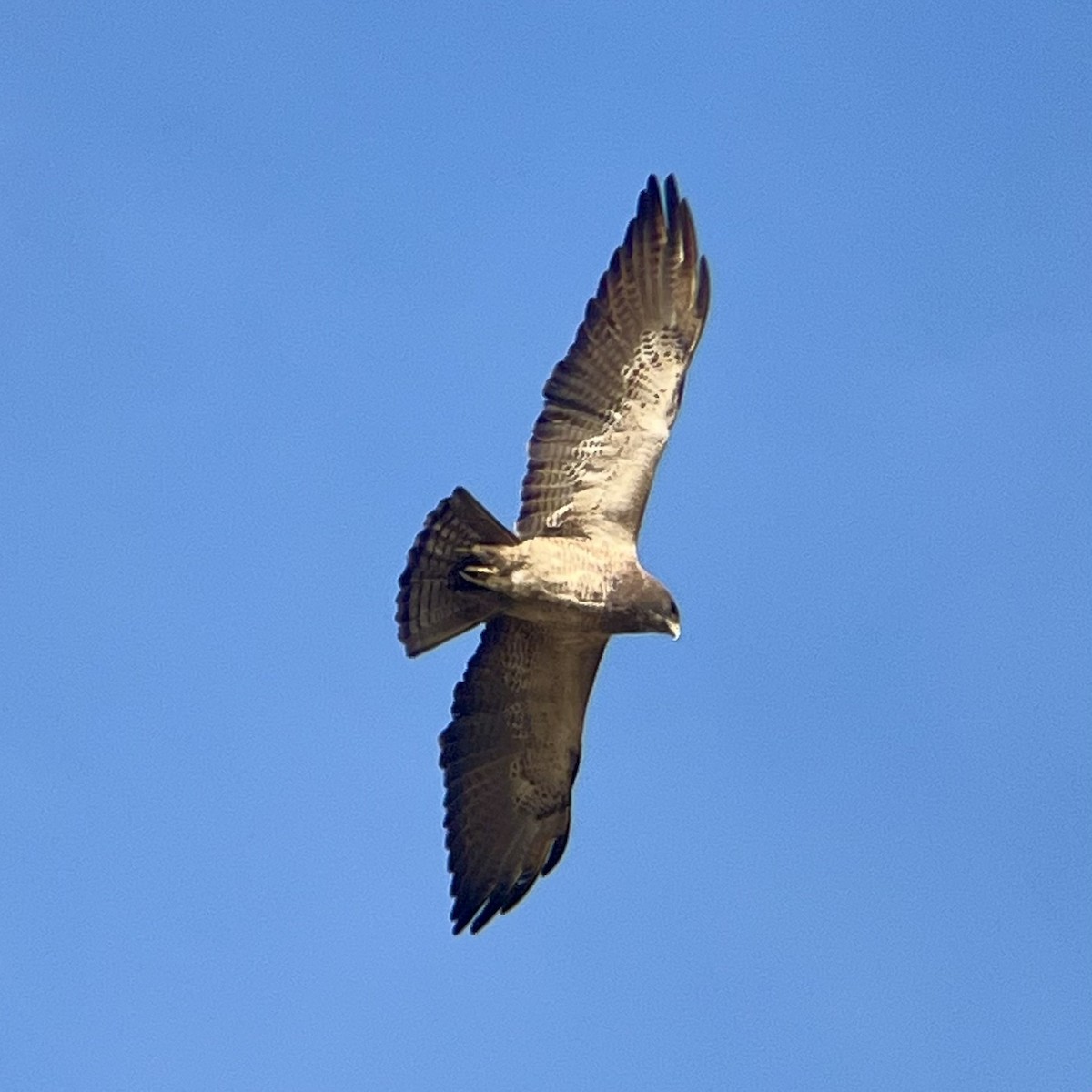 Swainson's Hawk - ML632798370