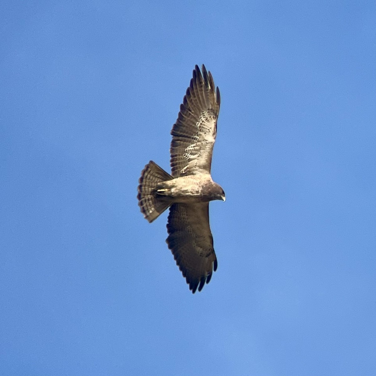 Swainson's Hawk - ML632798371