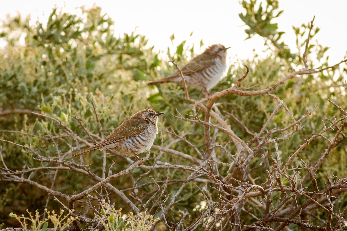 Horsfield's Bronze-Cuckoo - ML632798383