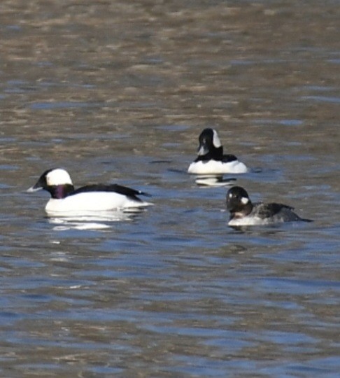 Bufflehead - ML632798575