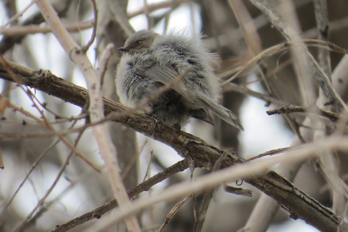 Bushtit - ML632798653