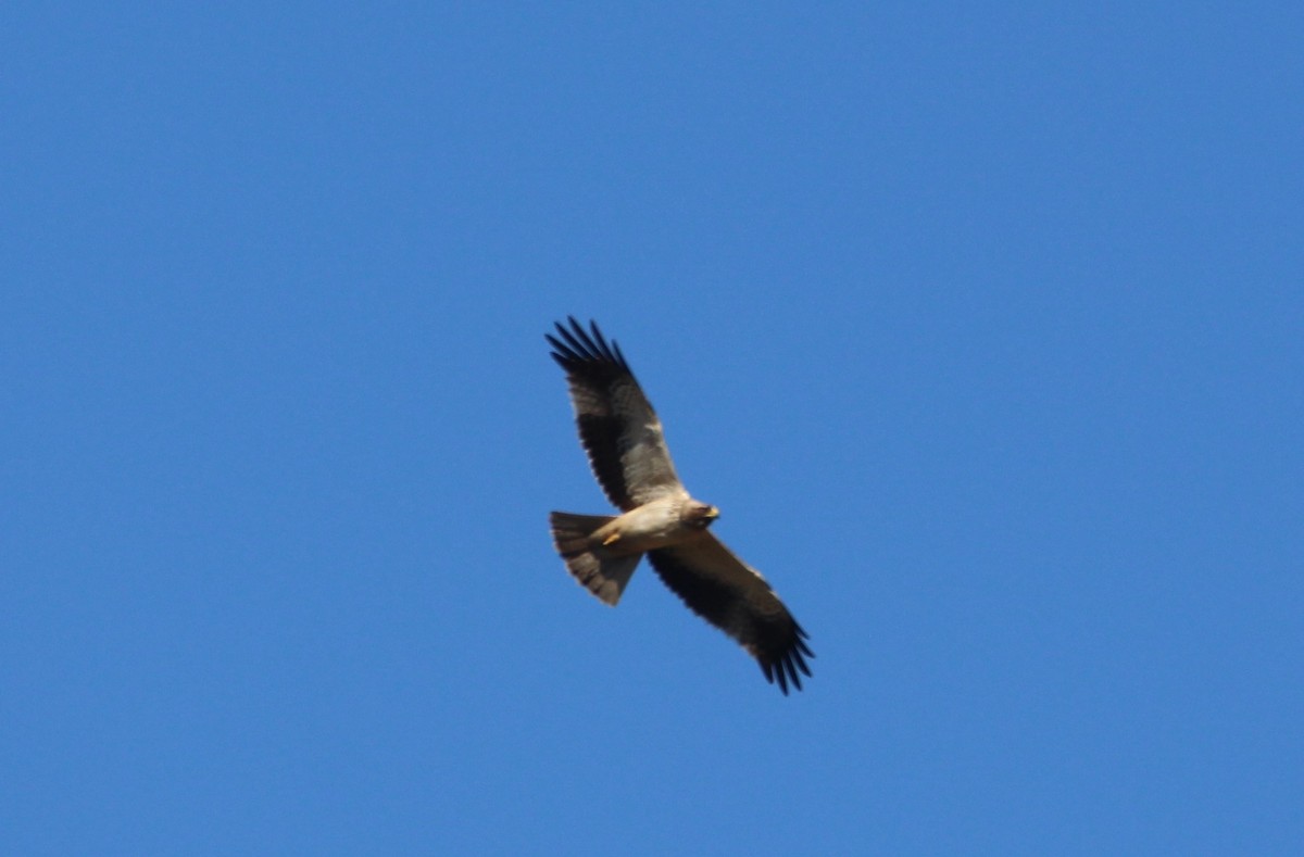 Бахим бүргэд - ML632798729