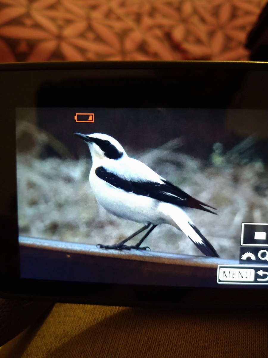 Northern Wheatear - ML632798802