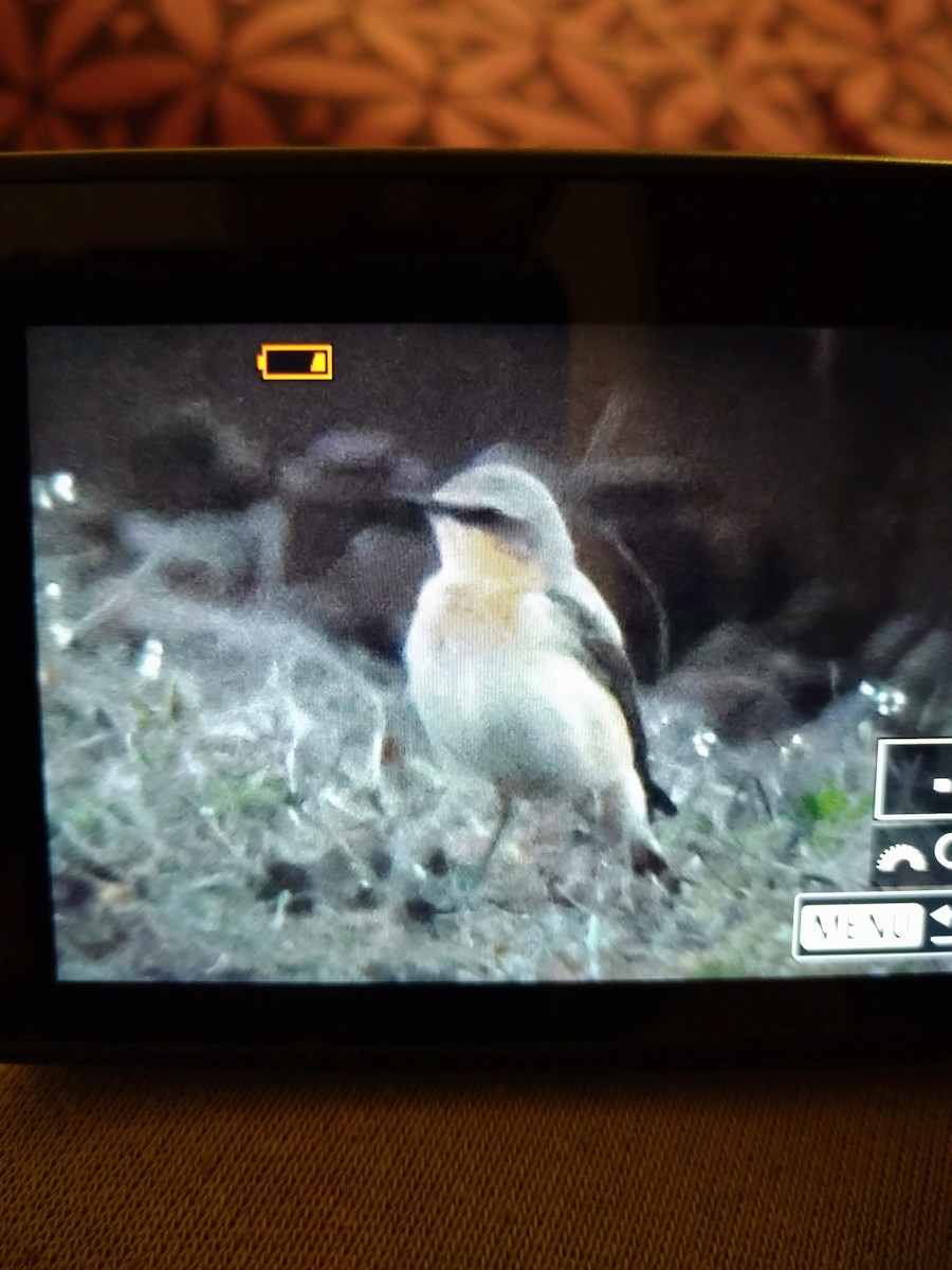 Northern Wheatear - ML632798803