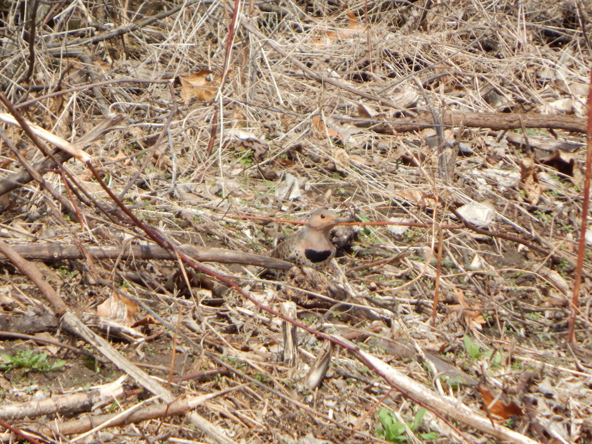 Goldspecht - ML632798834