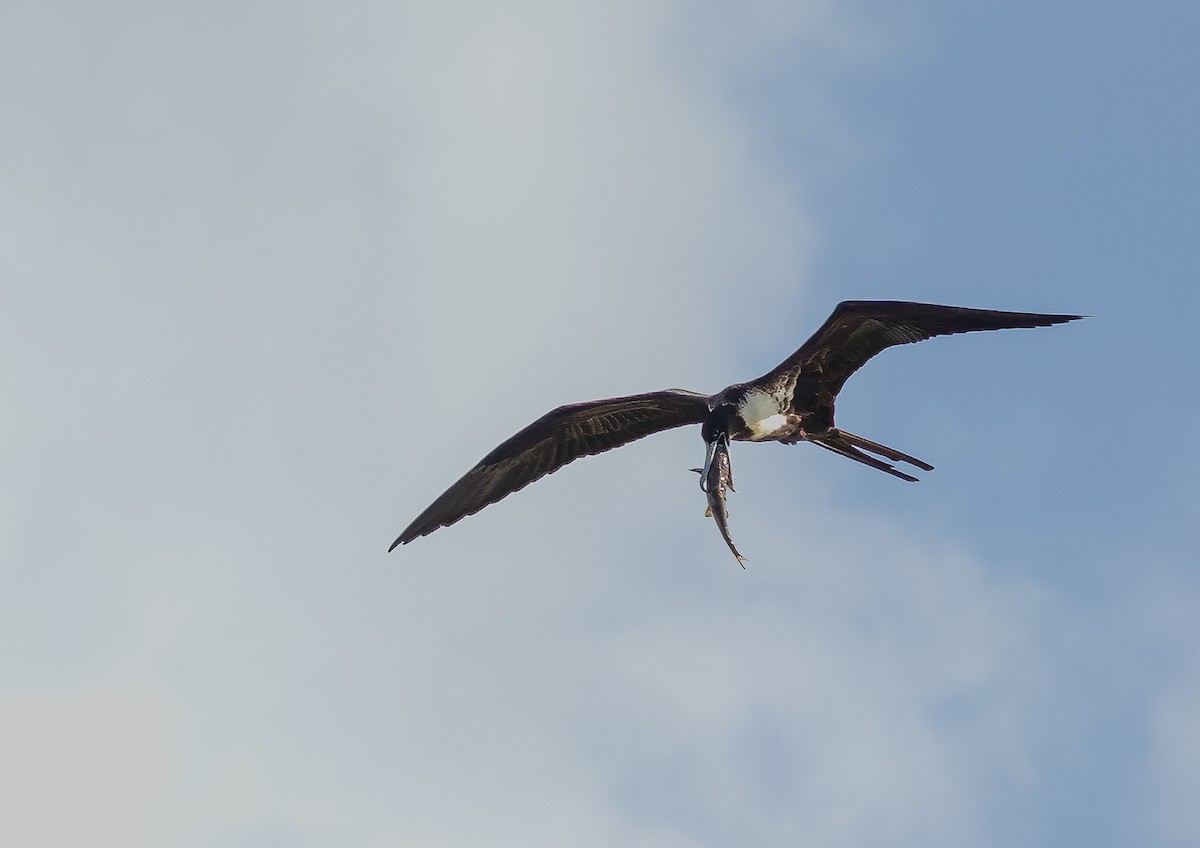 Magnificent Frigatebird - ML632798895