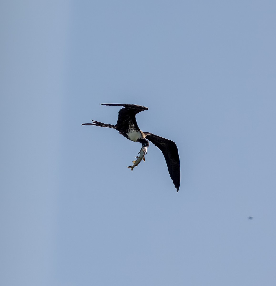 Magnificent Frigatebird - ML632798896