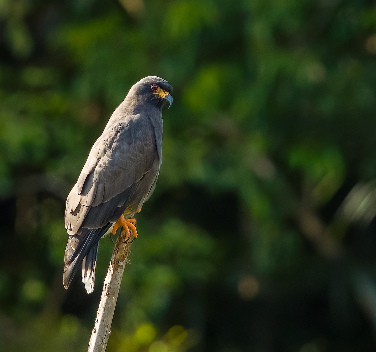 Snail Kite - ML632798905