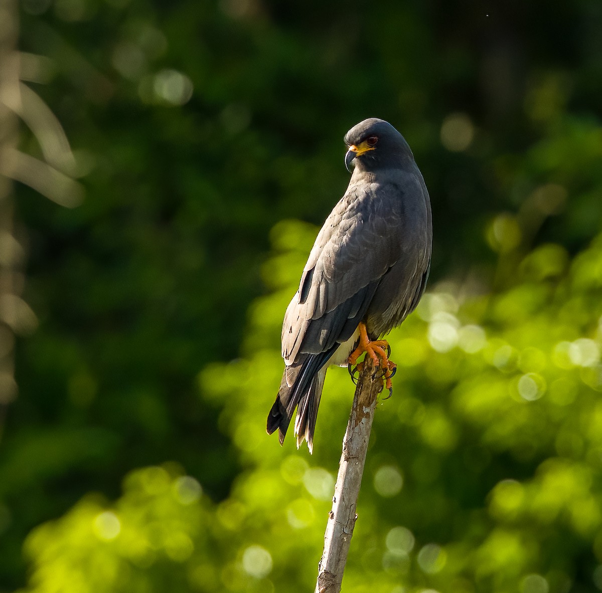Snail Kite - ML632798906