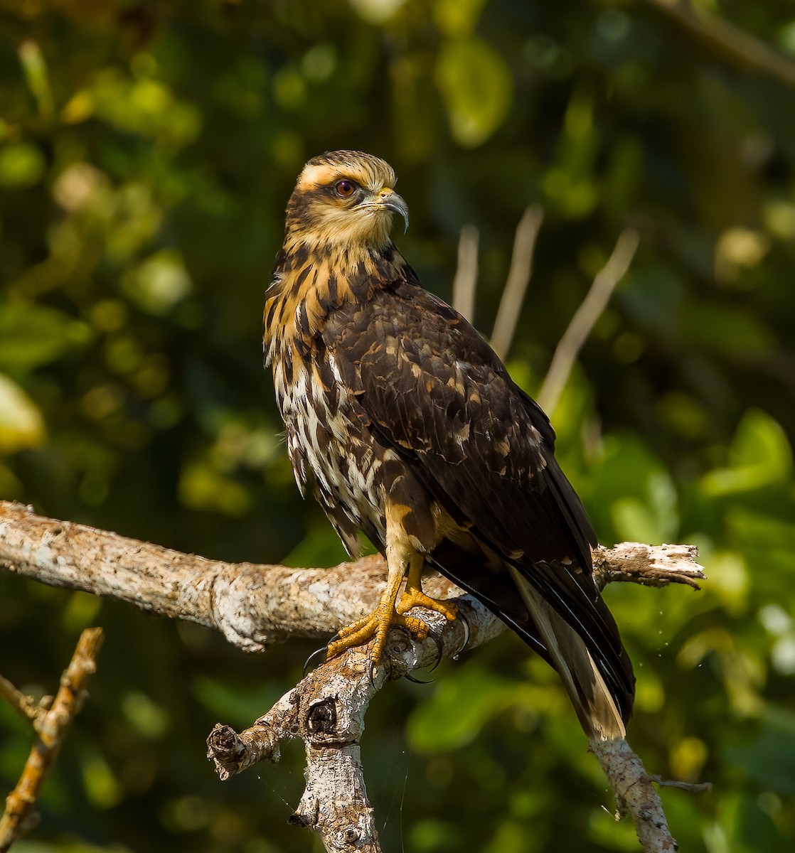 Snail Kite - ML632798907