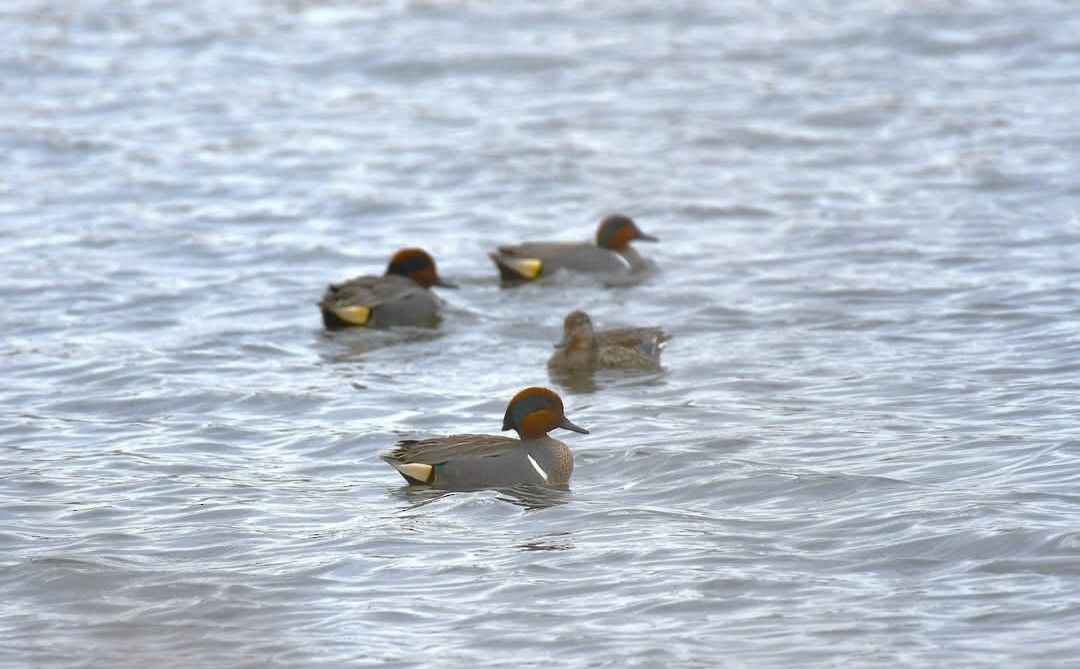 Green-winged Teal - ML632798931