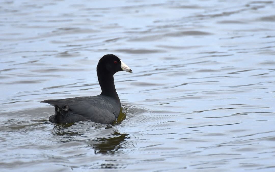 American Coot - ML632798934