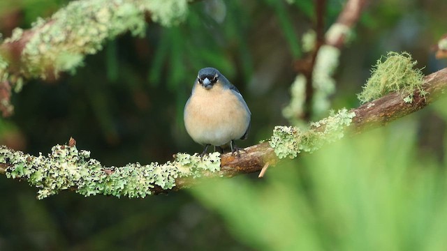 Azores Chaffinch - ML632798940