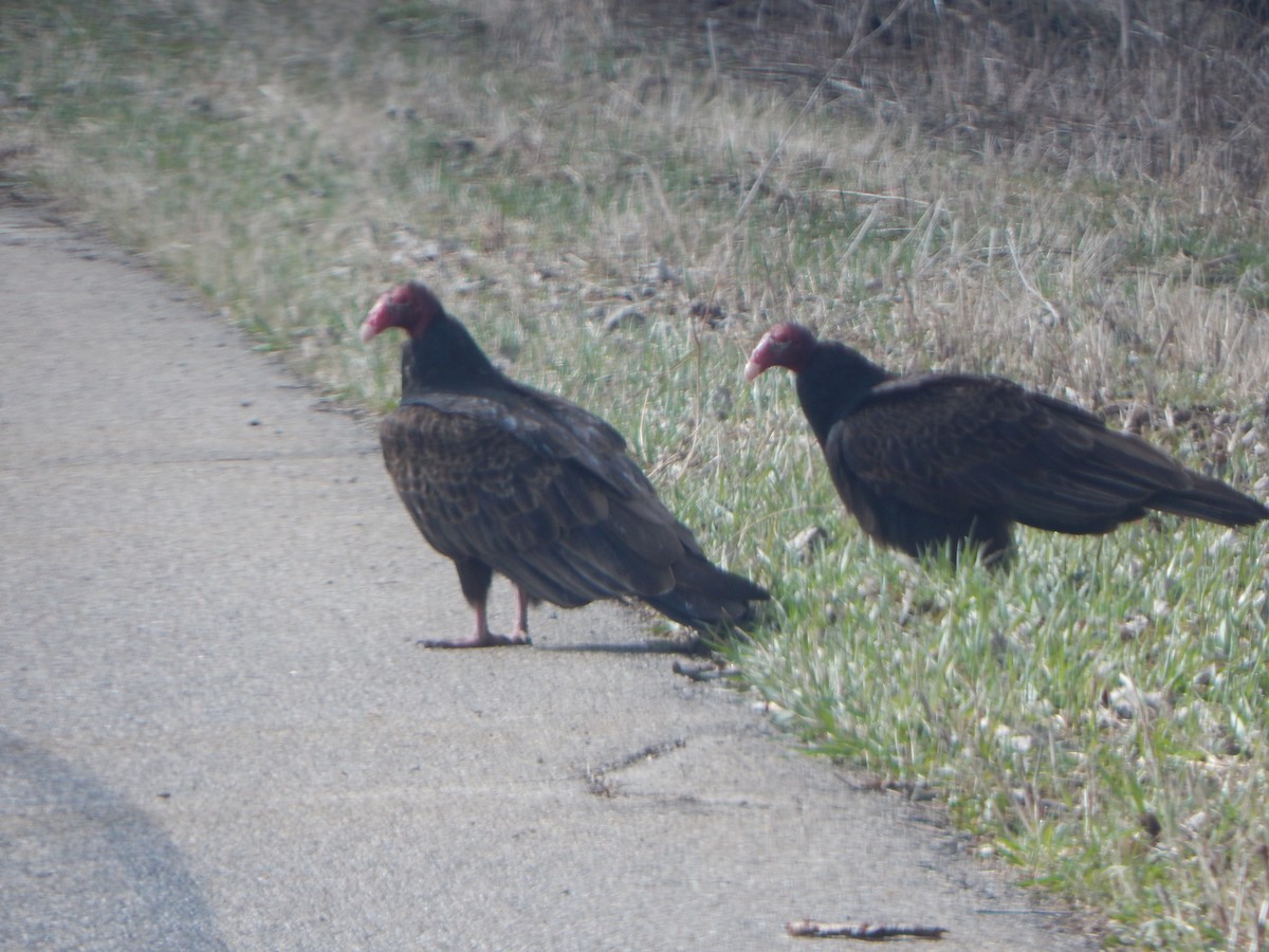 Truthahngeier - ML632799015