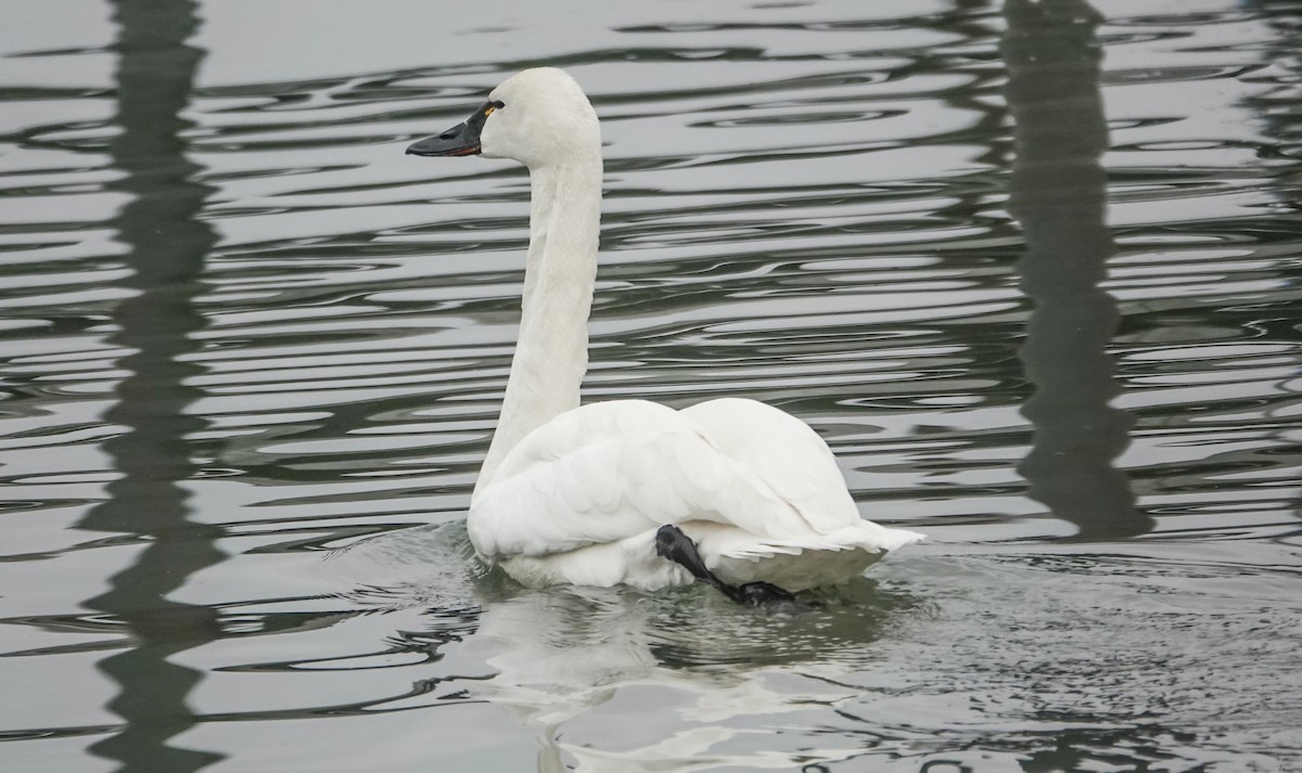 Küçük Kuğu (columbianus) - ML632799116