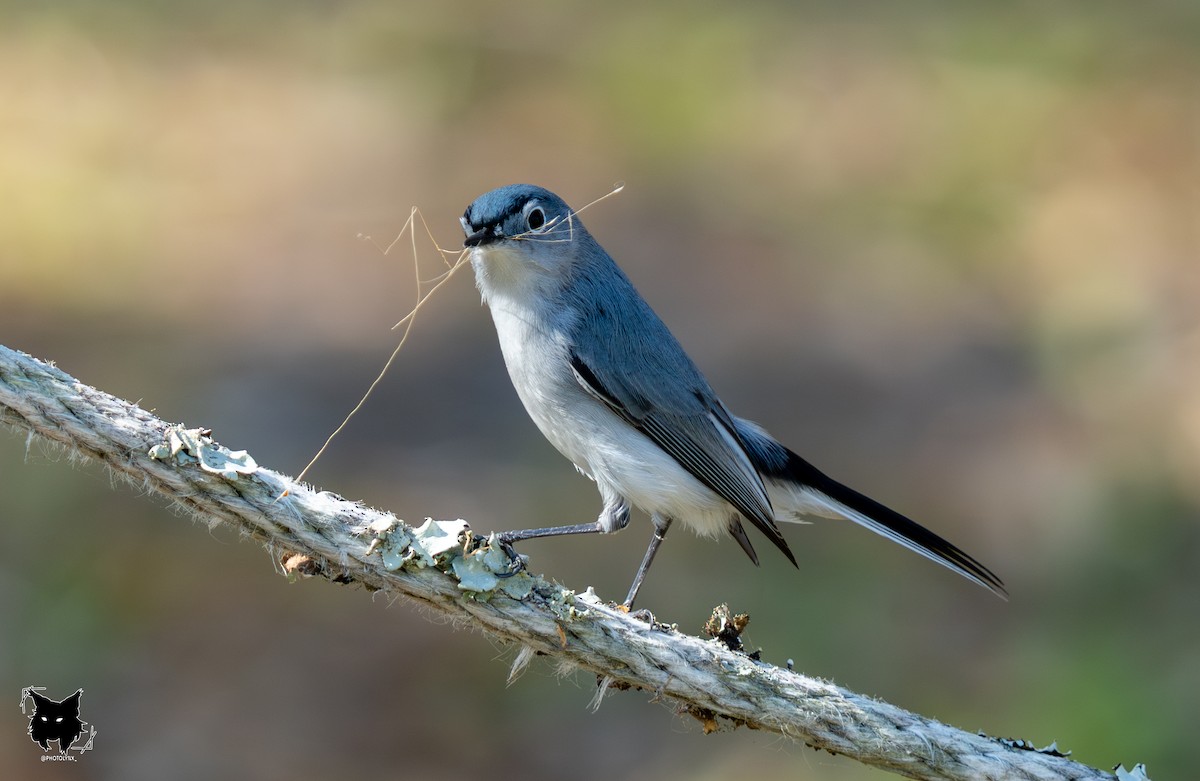 Blue-gray Gnatcatcher - ML632799130